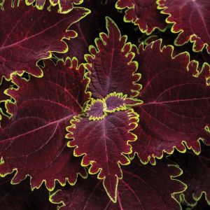 Coleus (Proven Winners)